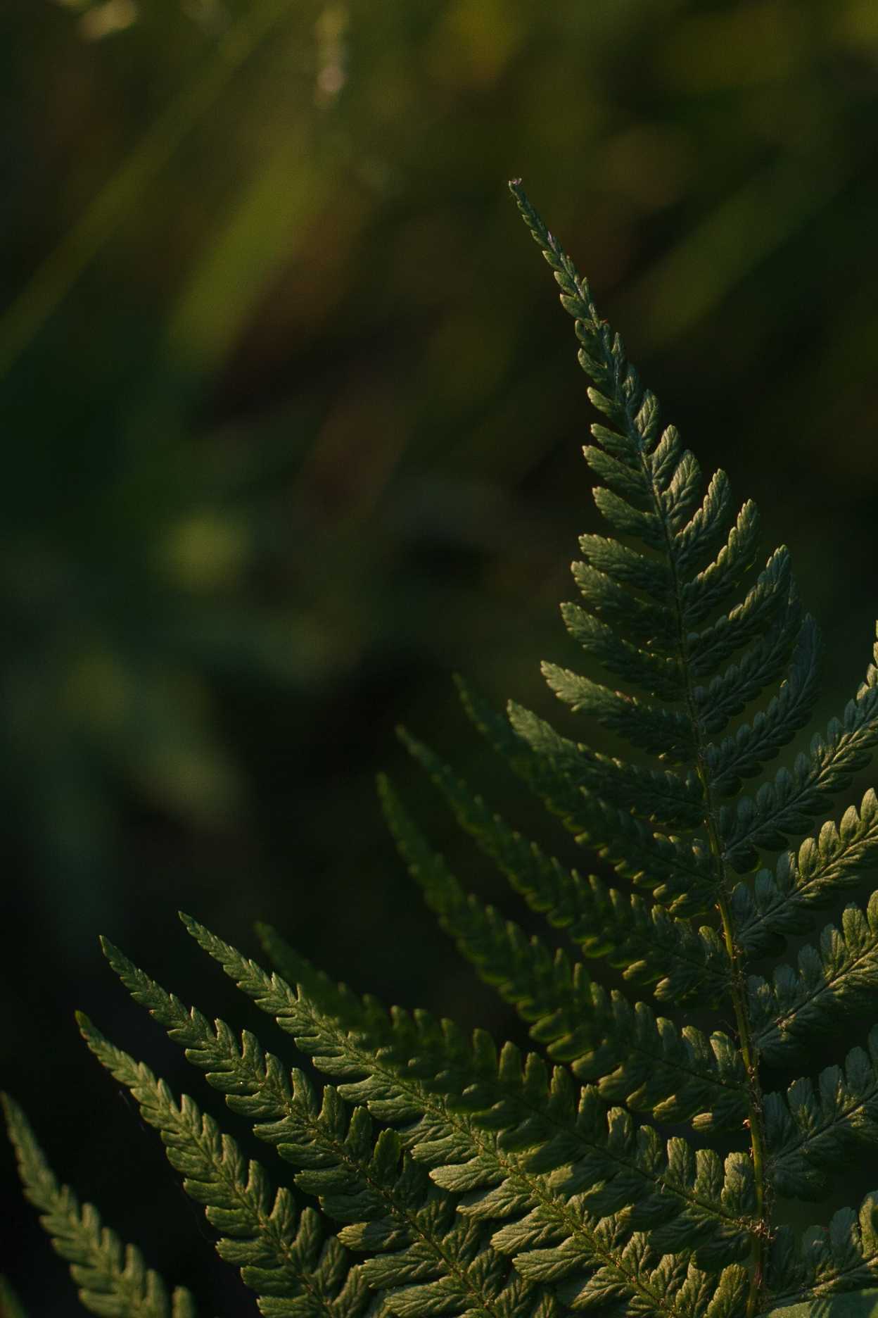Paproć w lesie - symbol elegancji natury i powolnego rozwoju